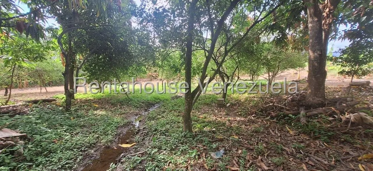 Terreno (Industrial) en Venta en Terrinca, Miranda - 3