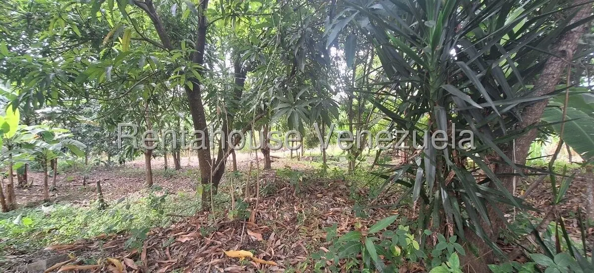 Terreno (Industrial) en Venta en Terrinca, Miranda - 4