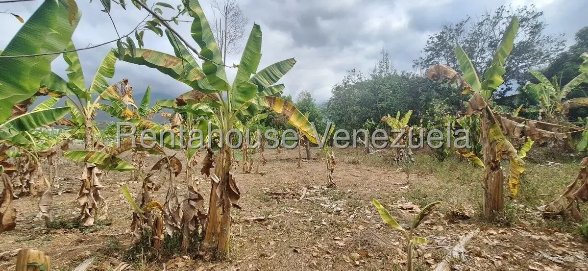 Terreno (Industrial) en Venta en Terrinca, Miranda - 5