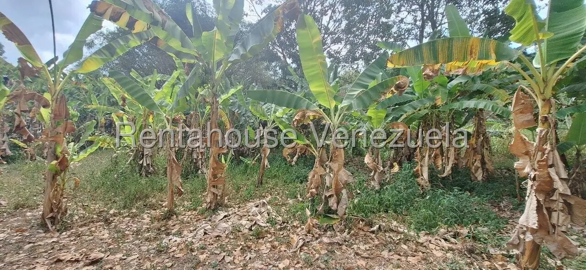 Terreno (Industrial) en Venta en Terrinca, Miranda - 6