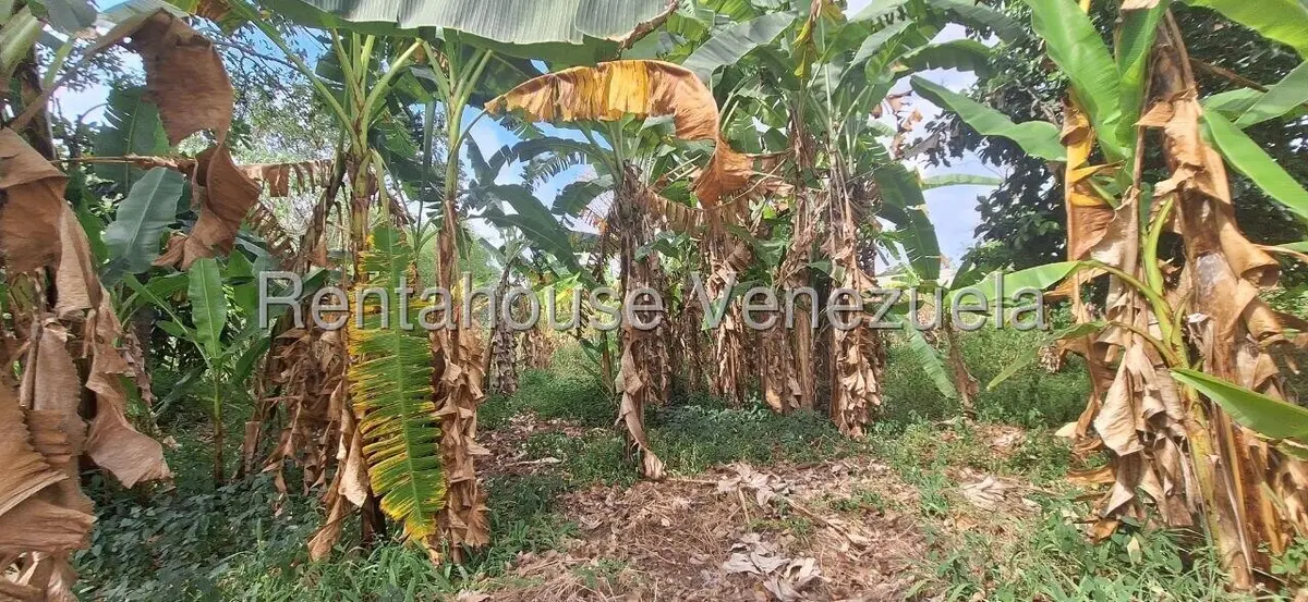 Terreno (Industrial) en Venta en Terrinca, Miranda - 7