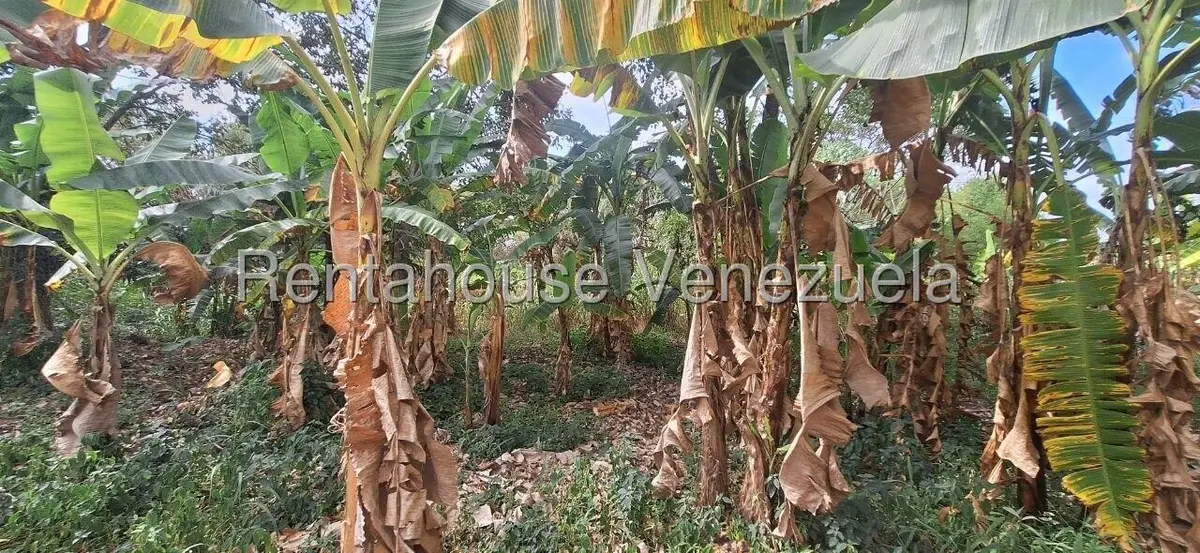 Terreno (Industrial) en Venta en Terrinca, Miranda - 8