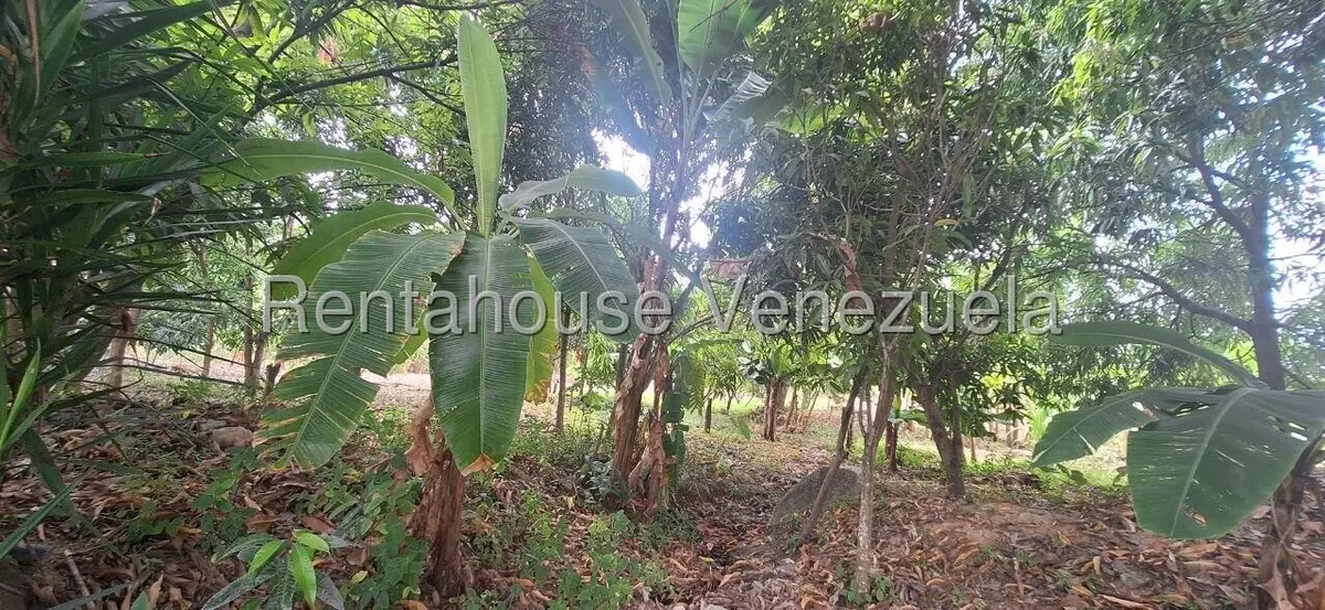 Terreno (Industrial) en Venta en Terrinca, Miranda - 9