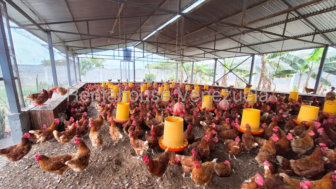 Comercial (Local Comercial) en Venta en El Mayal, Lara - 3