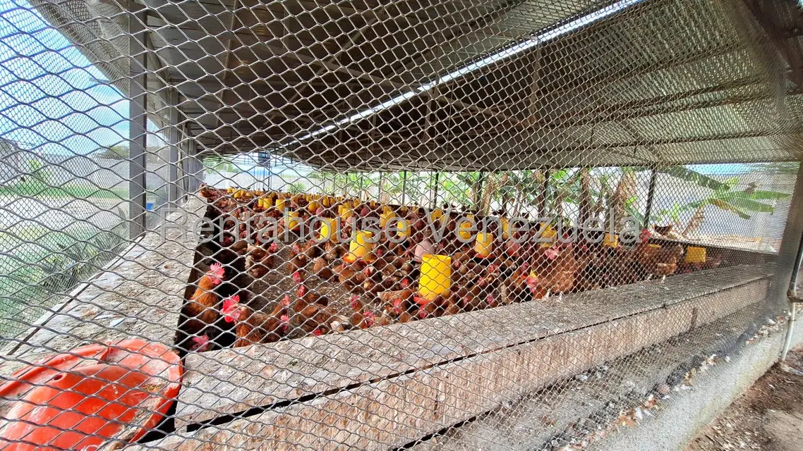 Comercial (Local Comercial) en Venta en El Mayal, Lara - 5